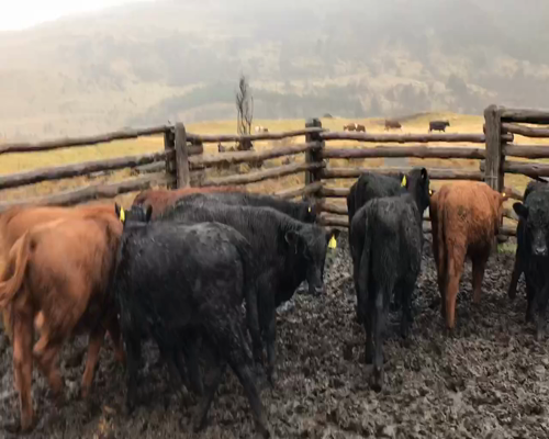 Lote 15 Ternero en Coyhaique, XI Región Aysén