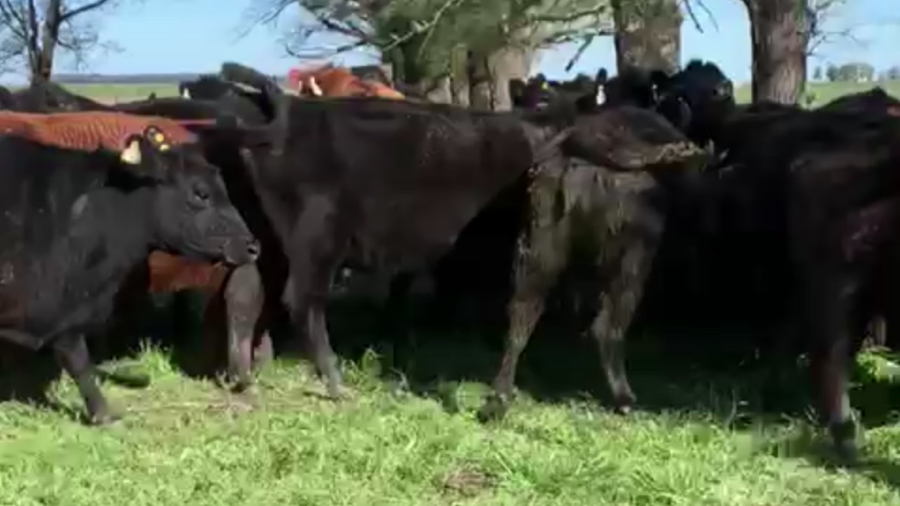 Lote 15 VC PARIDAS, AYACUCHO, PCIA. BS. AS.