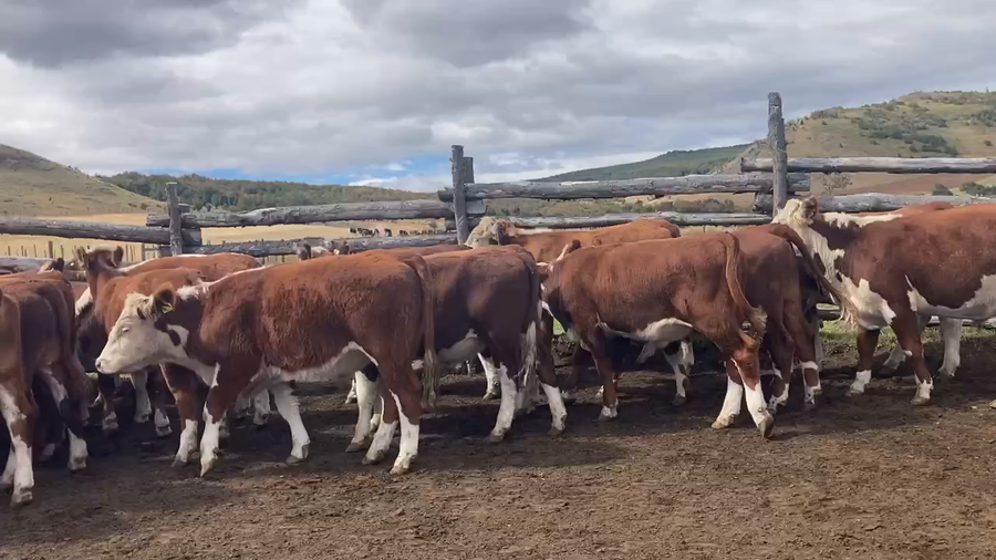 Lote 34 Novillo Engorda en Coyhaique, XI Región Aysén