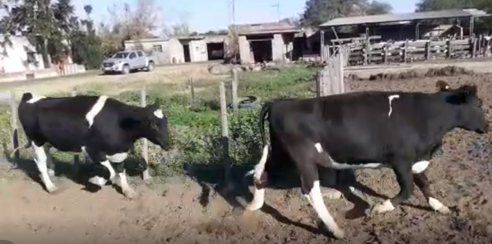 Lote 15 Vaquillonas en Col. San Bartolome, Córdoba