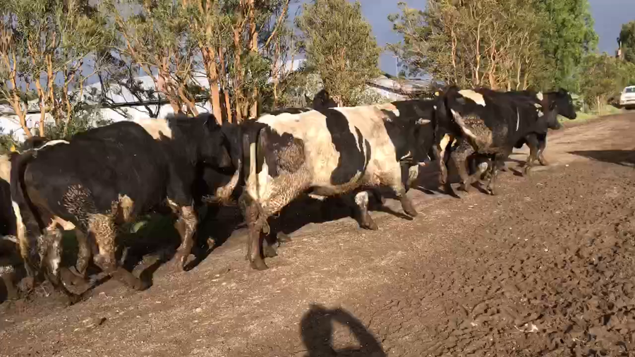 Lote 42 Novillo Gordo en Fresia, X Región Los Lagos