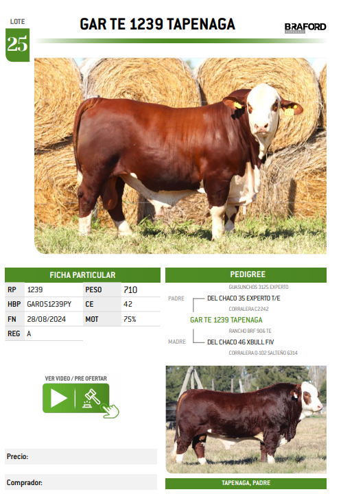 Lote LOTE 25