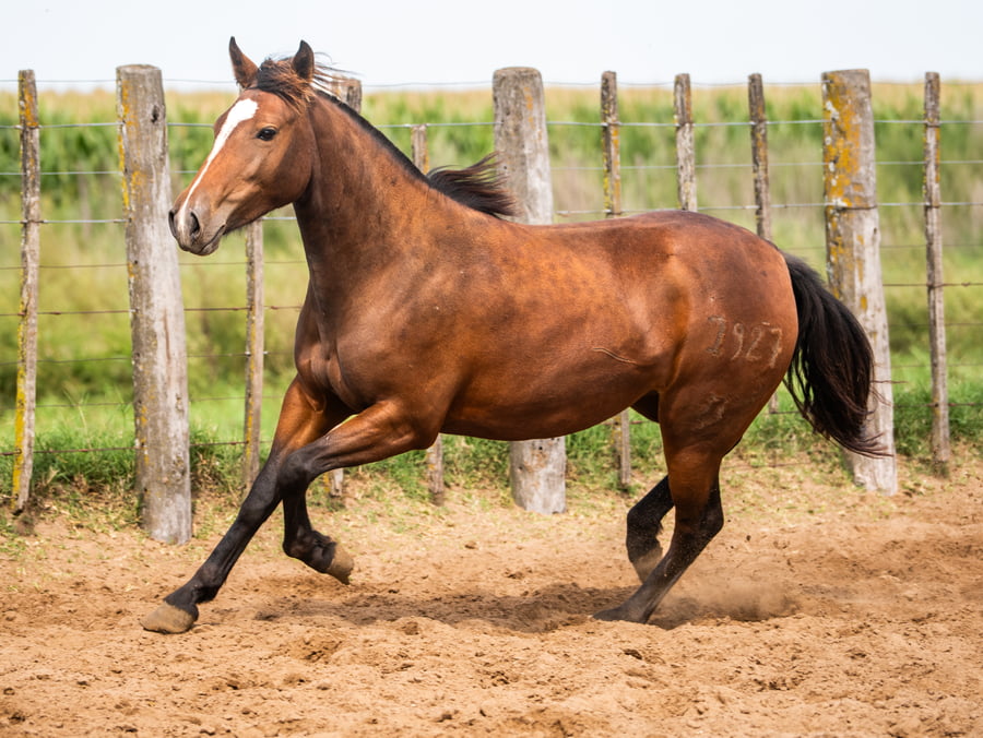 Lote Mañanera Paliza
