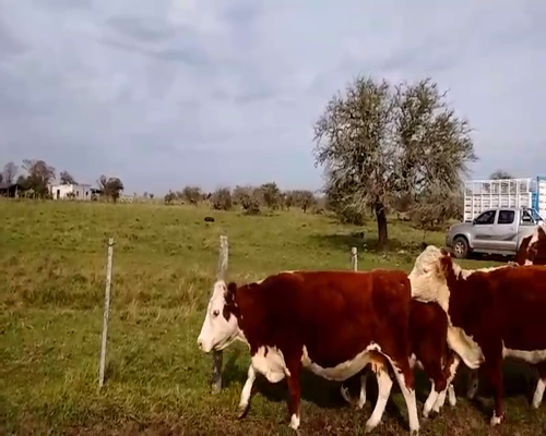 Lote 50 Vacas medio uso en San José de Feliciano, Entre Ríos