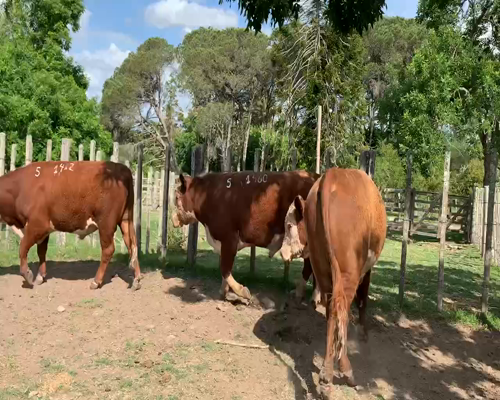 Lote 3 TORO PI en Melo, Cerro Largo