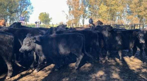 Lote 45 Novillos en Laprida, Buenos Aires