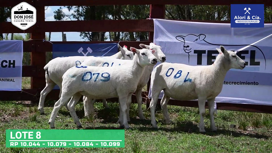 Lote 4 Borregas Texel a remate en Texel Don José 2022 en Tupambaé