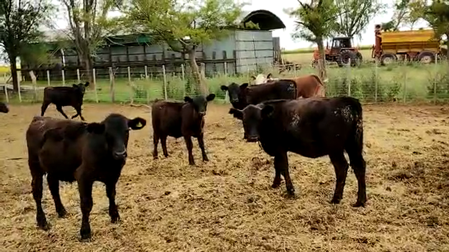 Lote 60 Terneros en Buenos Aires, Pehuajó