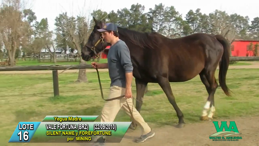 Lote VALE FORTUNA (Brz)