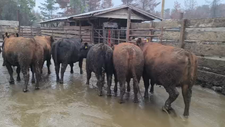Lote 20 Vaquilla Gorda en Los Ángeles, VIII Región Biobío