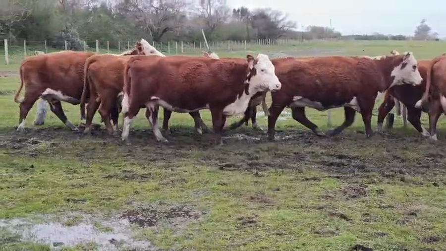 Lote 60 Vacas CUT preñadas en Corrientes, Curuzu Cuatia