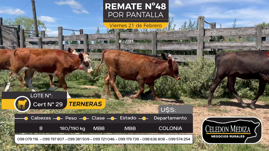 Lote 8 Terneras en Otra Localidad, Colonia