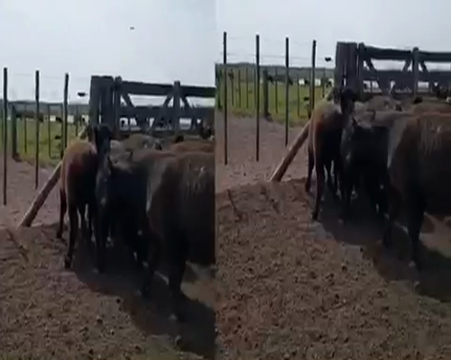 Lote 39 Novillitos y vaquillonas en Pila, Buenos Aires