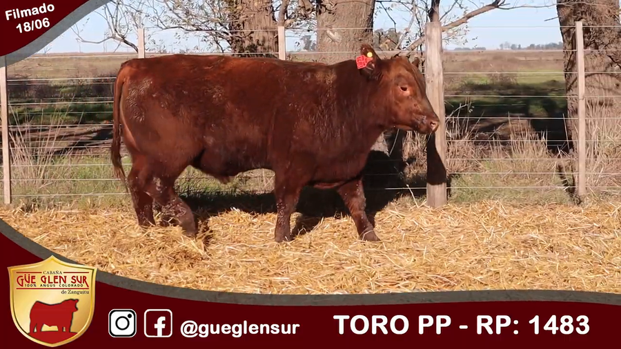 Lote Toro PP