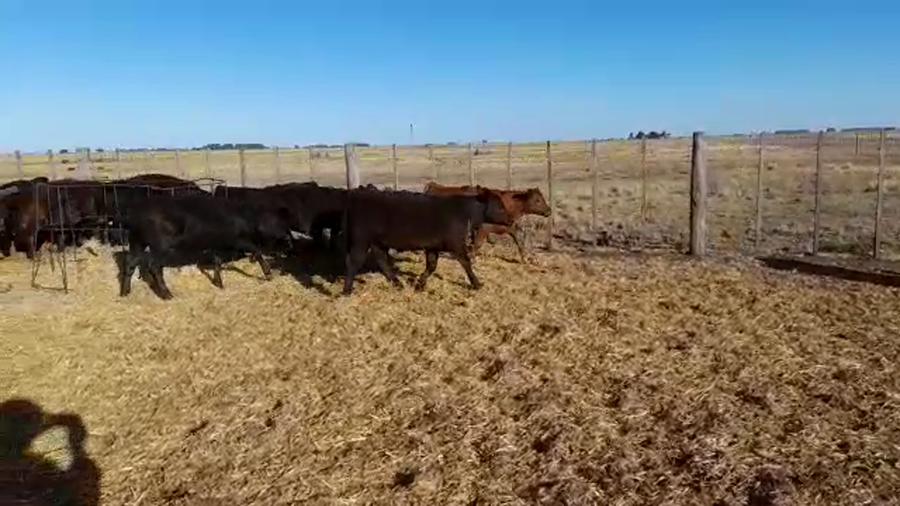 Lote 25 Terneros/as en Buenos Aires, Benito Juárez