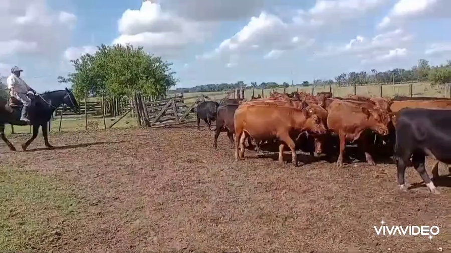Lote 31 Novillitos