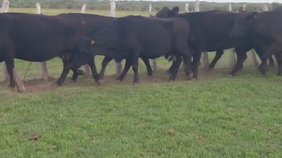 Lote 32 Vacas de invernar en Santa Elena, Entre Ríos