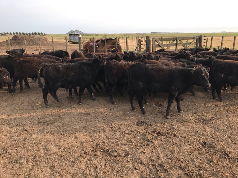 Lote 65 Terneros en Saladillo, Buenos Aires