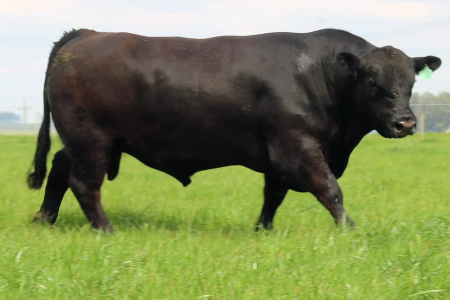 Lote TOROS ANGUS