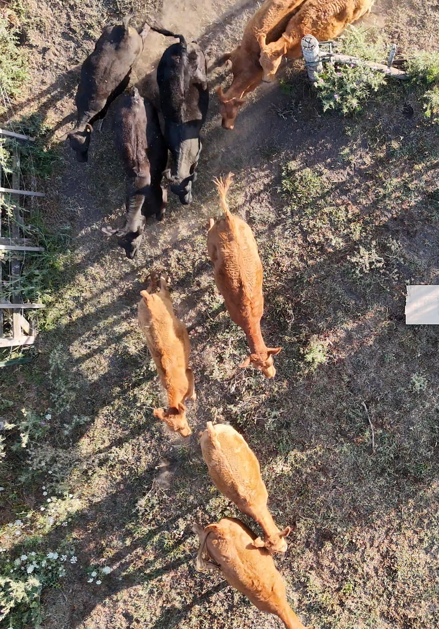 Lote 26 Terneros/as en Buenos Aires, Lezama