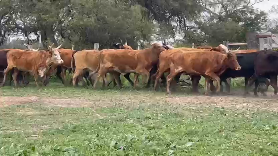 Lote 24 Vientres preñados