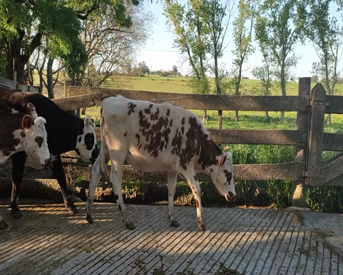 Lote 18 Novillos 13 NO Y 5 HO a remate en #11 Remate de Pantalla 322kg - , Colonia