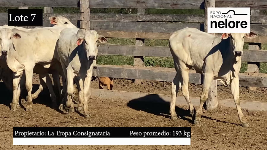 Lote Expo Nacional Terneras - Lote 07