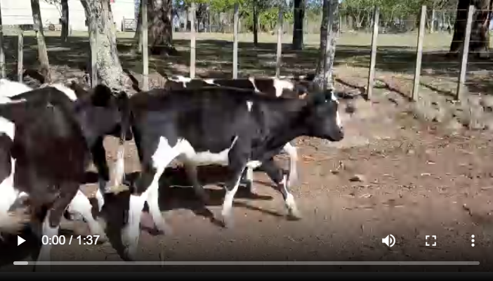 Lote 27 Terneros en San Gregorio, San José