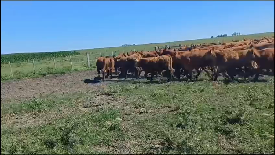 Lote 110 Terneros en Federal, Entre Ríos