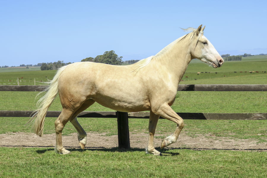 Lote DAMA DIABLA DE LOS CARDOS