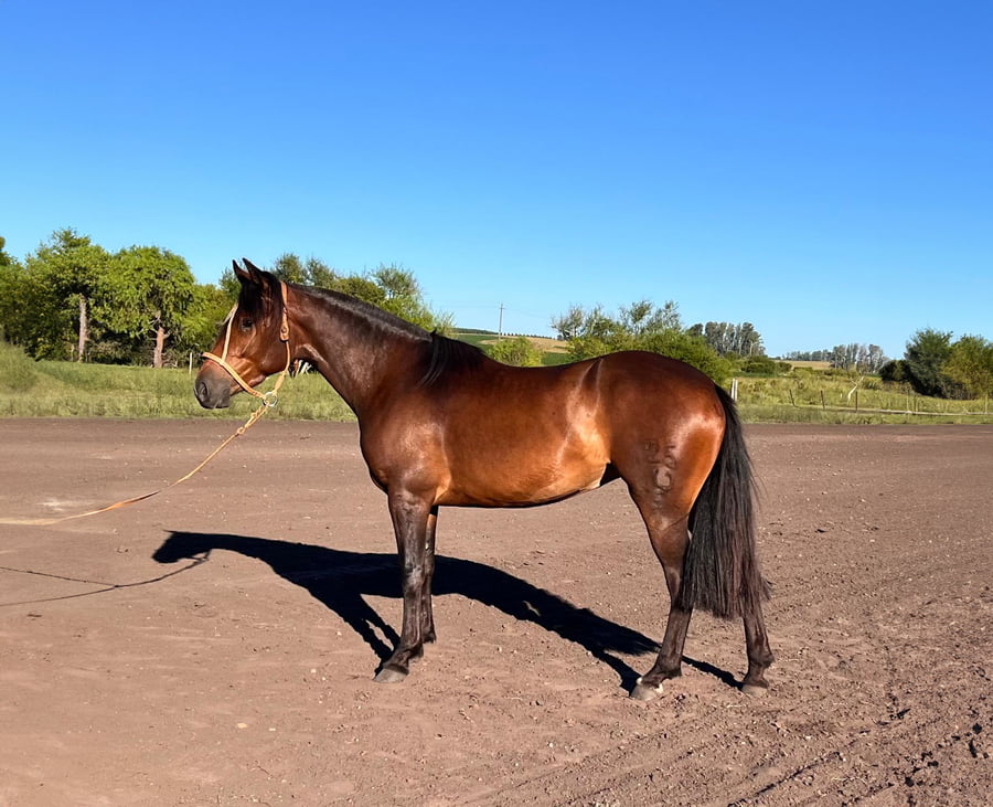 Lote IBI DEL PORRÚA