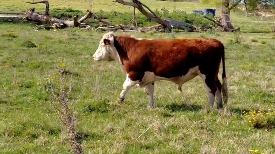 Lote Vaquillonas  a remate en Pantalla Camy 350kg - , San José