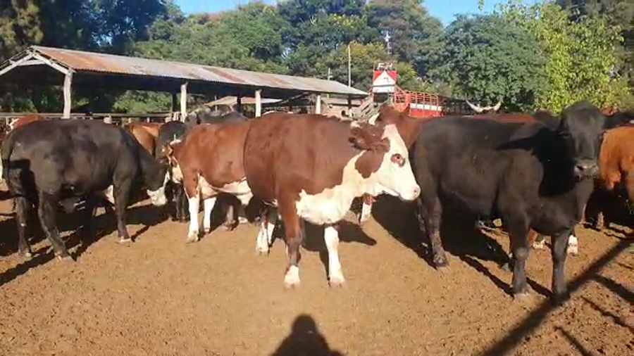 Lote 90 Novillos Exportación UE, Braford y sus cruzas Británicas en Cayastá, Santa Fe