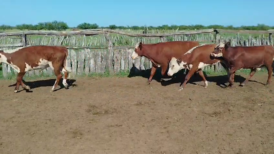 Lote 70 Terneros/as en Corrientes, Curuzu Cuatia