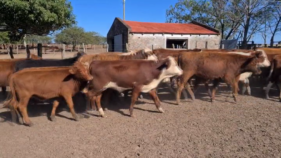 Lote 600 Terneros en Perugorría, Corrientes
