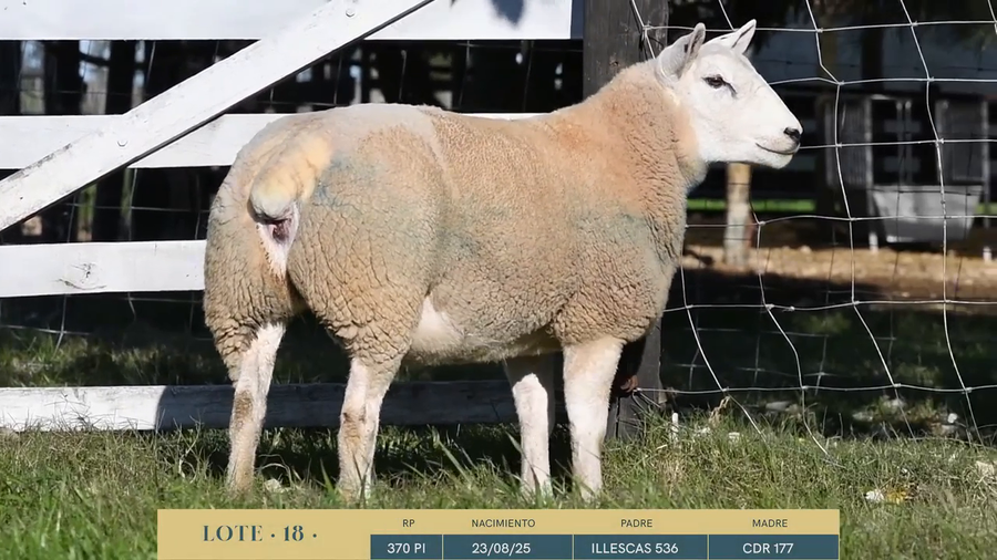 Lote Lote 18