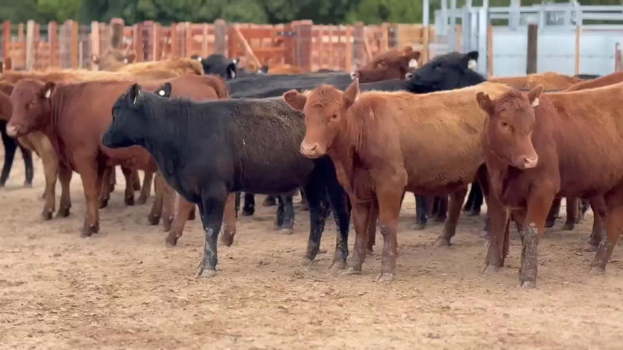 Lote 52 Vaquillonas