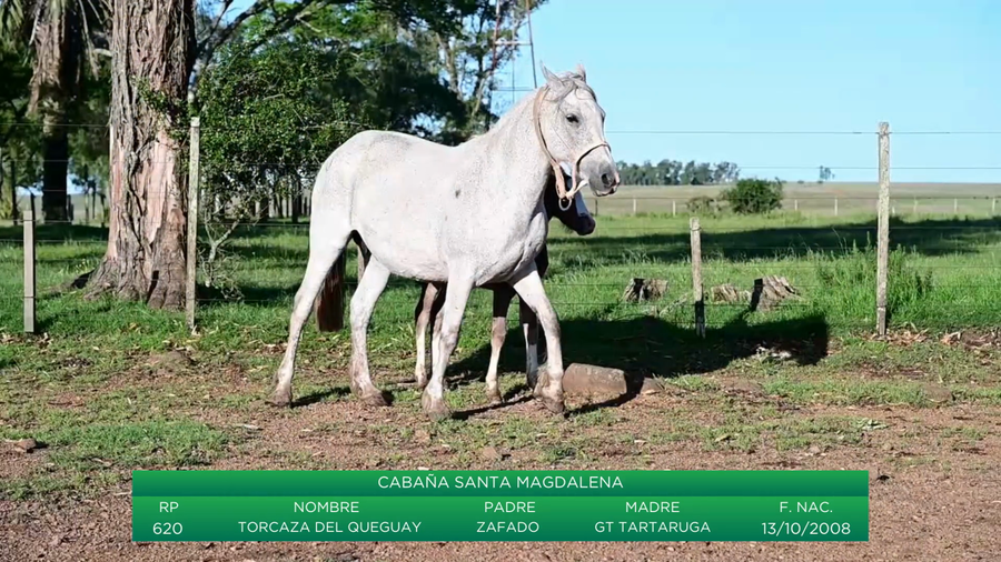 Lote Torcaza del Queguay