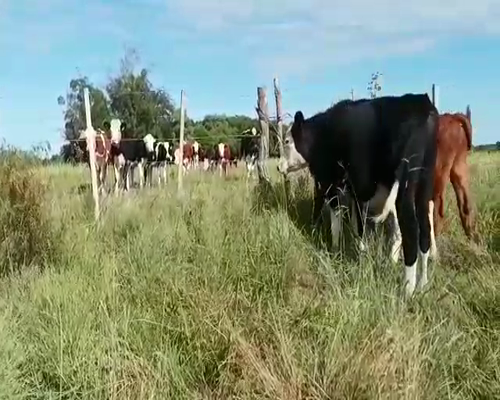 Lote 3 Terneros CRUZA a remate en Entre Martillos en JUNCAL