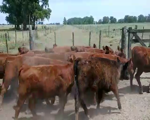Lote 13 Terneras en Brandsen, Buenos Aires