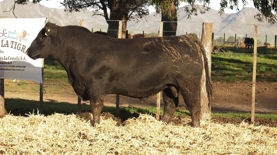 Lote TOROS PUROS CONTROLADOS