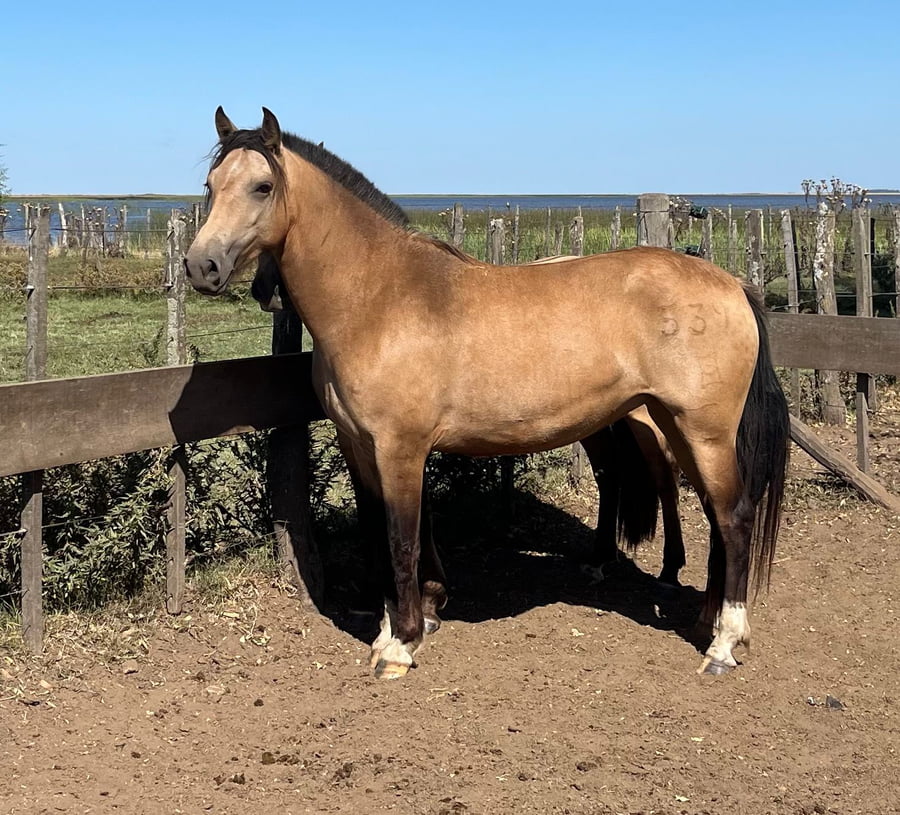 Lote ALTANERO QUERENDONA. RP 539