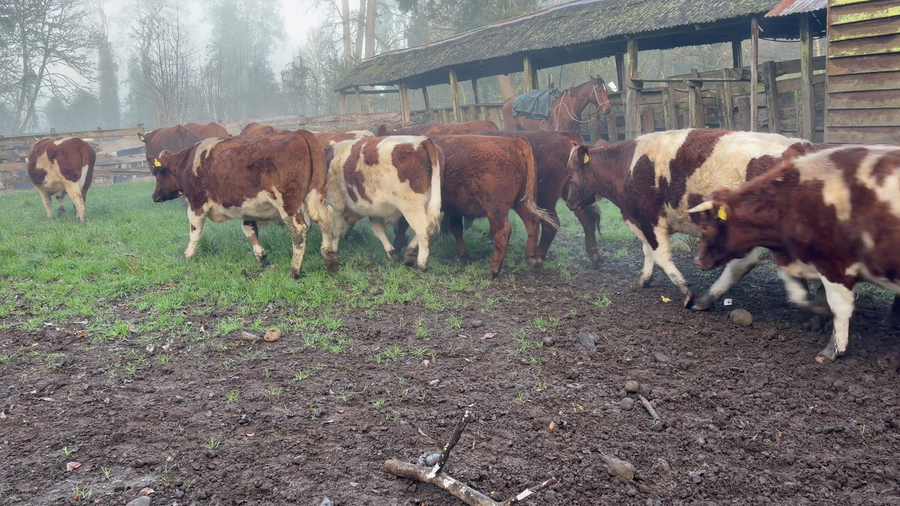 Lote 20 Novillo Engorda en Paillaco, XIV Región Los Ríos