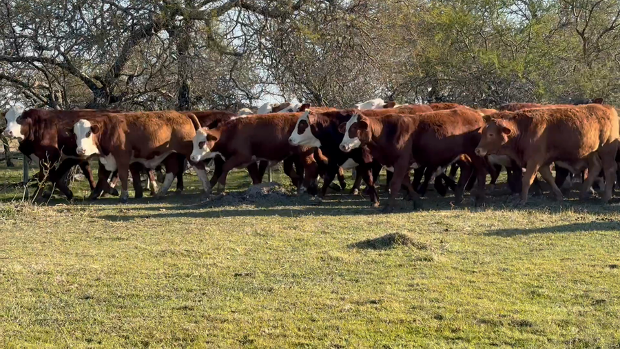 Lote 70 Novillitos en Corrientes, Curuzu Cuatia
