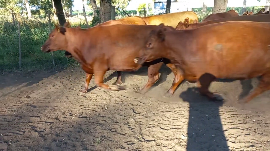 Lote 37 Vaquillonas C/ gtia de preñez en Buenos Aires, Henderson