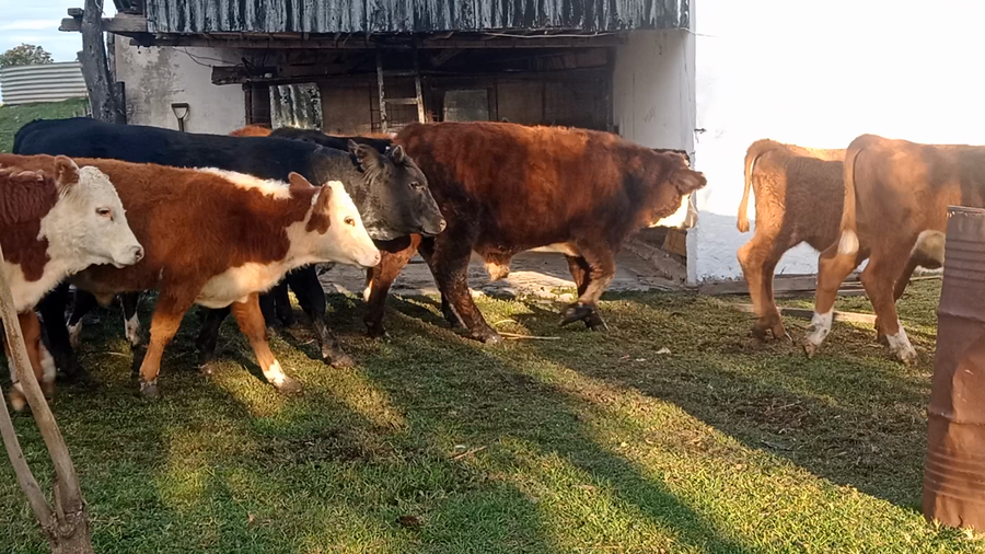 Lote 25 Terneros/as en Corrientes, Curuzu Cuatia