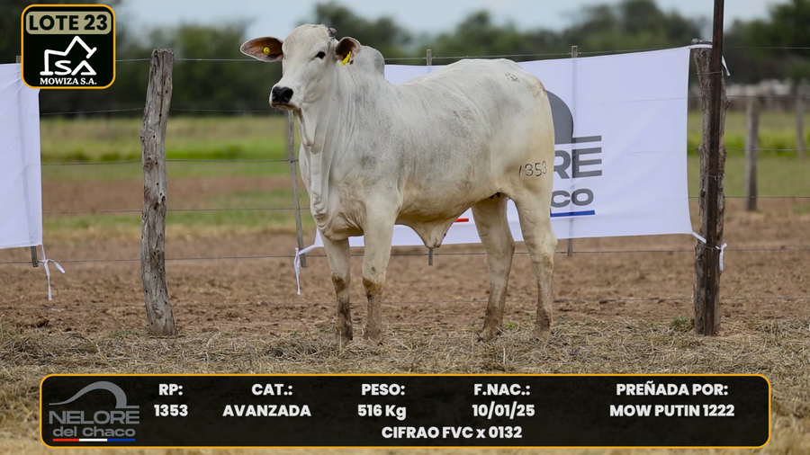 Lote LOTE 23