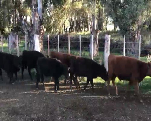 Lote 65 Terneros/as en Navarro, Buenos Aires