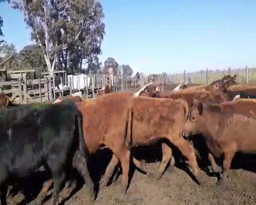 Lote 45 TERNERAS CRUZA BRITANICA DE 210 KG, EN BENITO JUAREZ, PBA.-