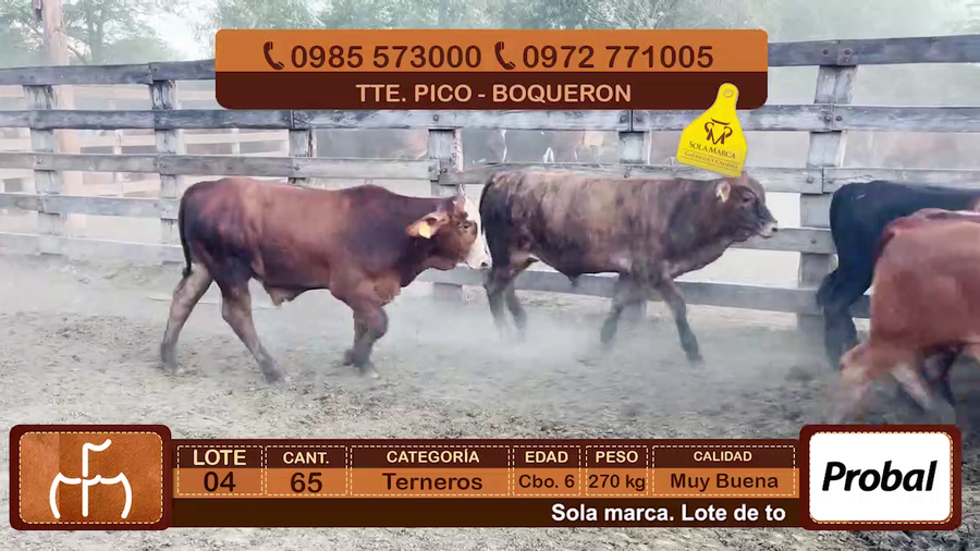 Lote Terneros Cbo 6